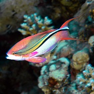 images/Subacquea/Sub (17).jpg